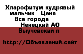 Хларофитум кудрявый мальчик › Цена ­ 30 - Все города  »    . Ненецкий АО,Выучейский п.